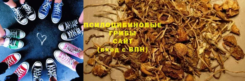 закладки  Кимовск  Галлюциногенные грибы MAGIC MUSHROOMS 